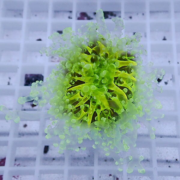 【サンゴ現物48】sale品 ホンタコアシサンゴ !15時までのご注文で当日発送 【サンゴ】(t138