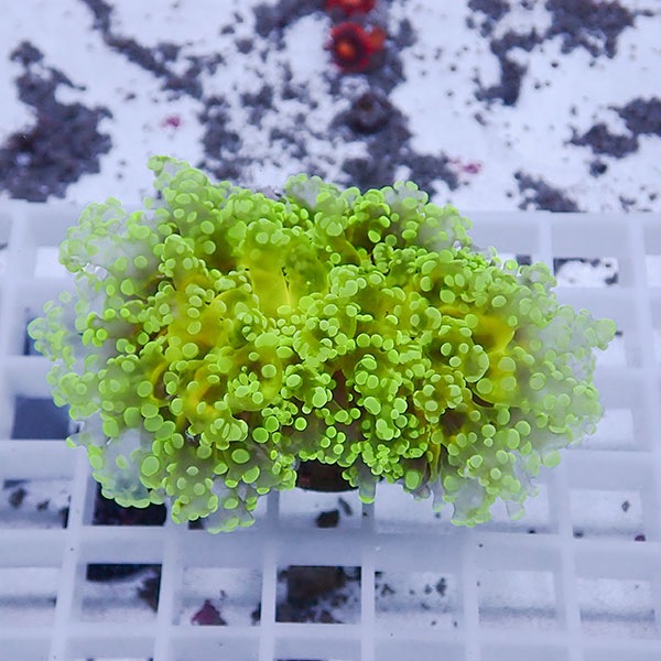 【サンゴ現物49】sale品 ホンタコアシサンゴ !15時までのご注文で当日発送 【サンゴ】(t138