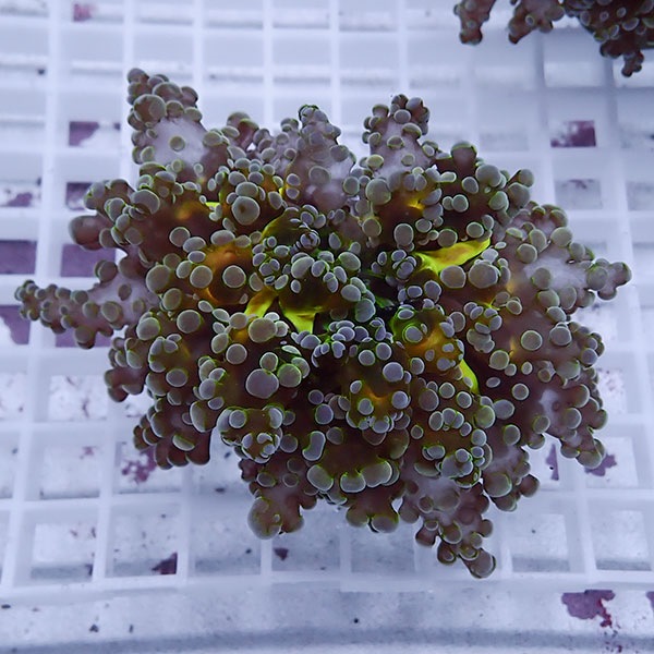 【サンゴ現物50】sale品 ホンタコアシサンゴ !15時までのご注文で当日発送 【サンゴ】(t138