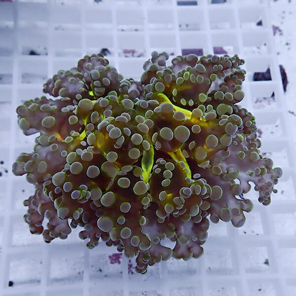 【サンゴ現物51】sale品 ホンタコアシサンゴ !15時までのご注文で当日発送 【サンゴ】(t138