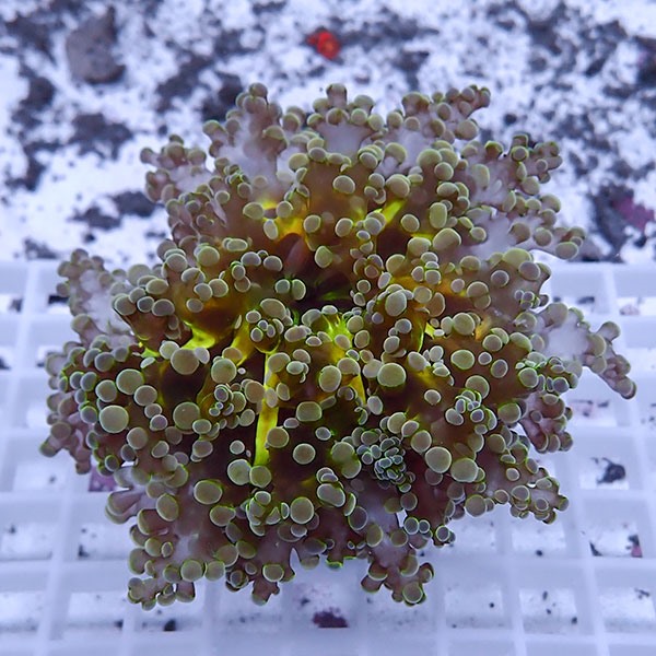 【サンゴ現物52】sale品 ホンタコアシサンゴ !15時までのご注文で当日発送 【サンゴ】(t138