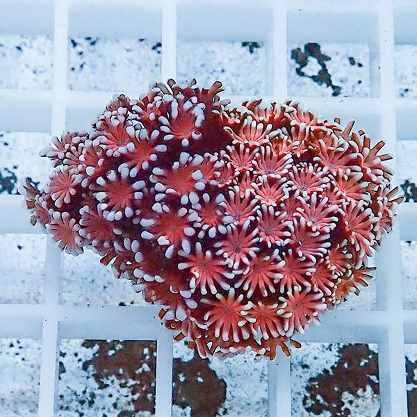 【サンゴ現物30】アワサンゴ! 15時までのご注文で当日発送 【サンゴ】(t221