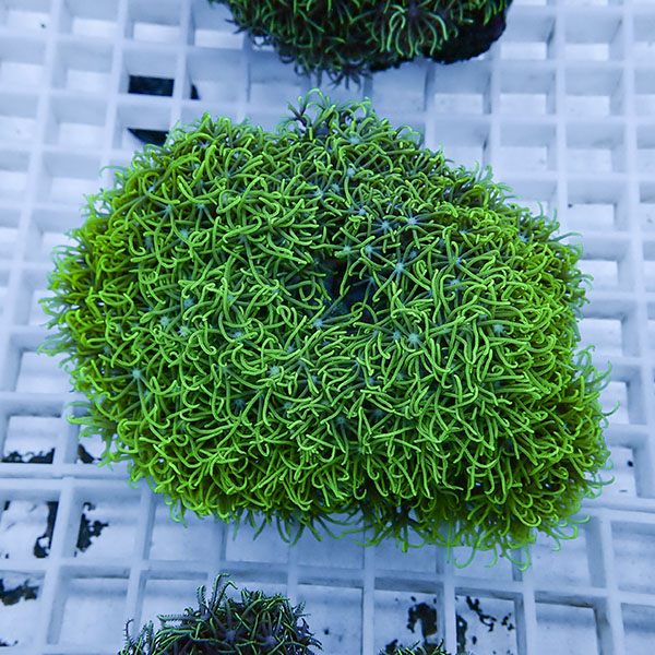 【サンゴ現物33】スターポリプ!15時までのご注文で当日発送 【サンゴ】(t221