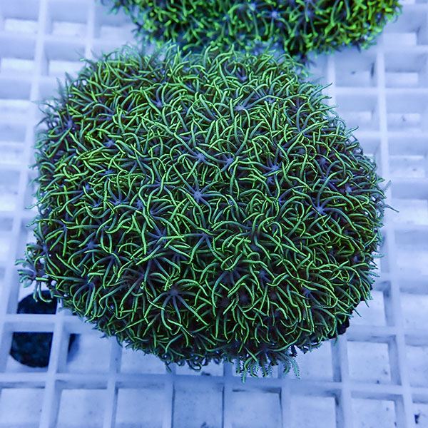 【サンゴ現物34】スターポリプ!15時までのご注文で当日発送 【サンゴ】(t221