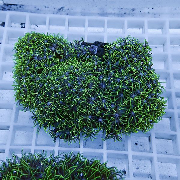 【サンゴ現物35】スターポリプ!15時までのご注文で当日発送 【サンゴ】(t221