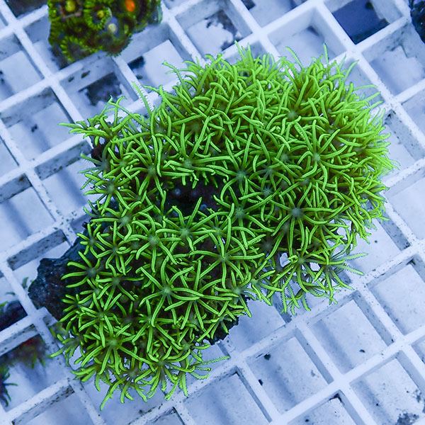 【サンゴ現物36】スターポリプ!15時までのご注文で当日発送 【サンゴ】(t221