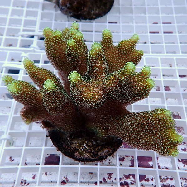 【サンゴ現物5】ショウガサンゴ ブリード ! 15時までのご注文で当日発送 【ミドリイシ】(t214