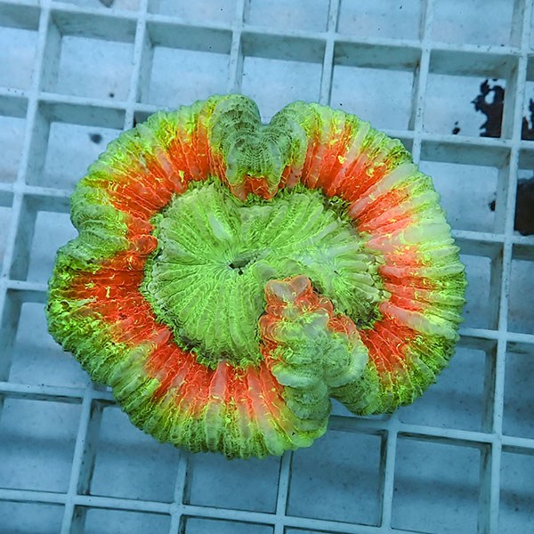 【サンゴ現物1】ブレインコーラル ! 15時までのご注文で当日発送 (t133