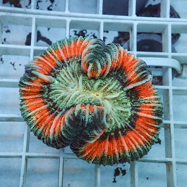 【サンゴ現物3】ブレインコーラル ! 15時までのご注文で当日発送 (t133