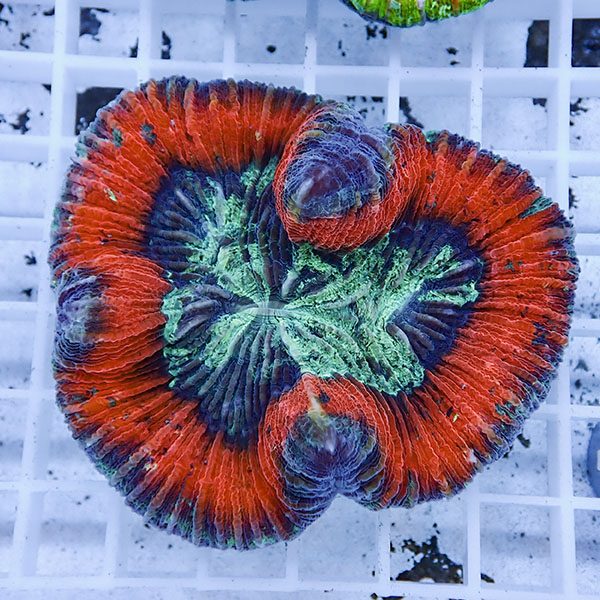 【サンゴ現物4】ブレインコーラル ! 15時までのご注文で当日発送 (t133