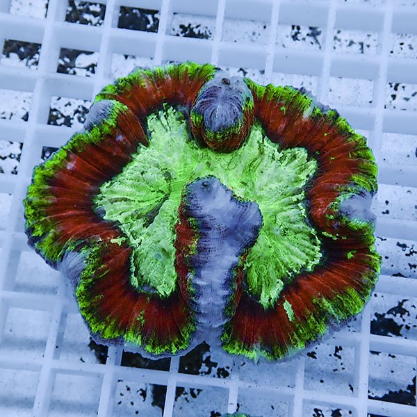 【サンゴ現物8】ブレインコーラル ! 15時までのご注文で当日発送 (t133