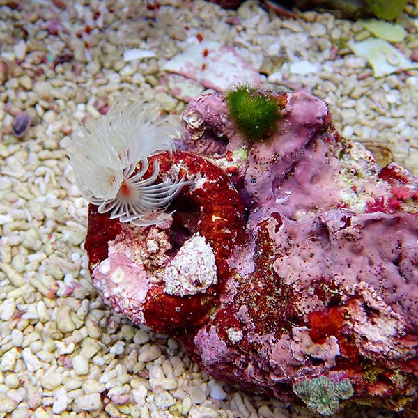 【現物1】ハードチューブ ! ケヤリ 無脊椎 【15時までのご注文で当日発送】(t229