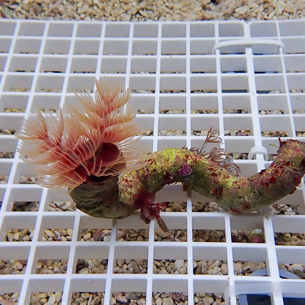 【現物2】ハードチューブ ! ケヤリ 無脊椎 【15時までのご注文で当日発送】(t229