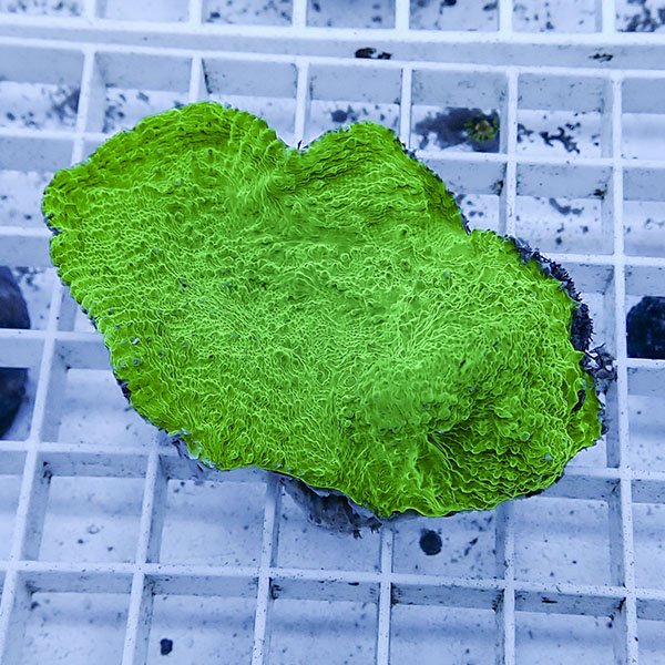 【サンゴ現物9】 キッカサンゴ !15時までのご注文で当日発送 【サンゴ】(t224