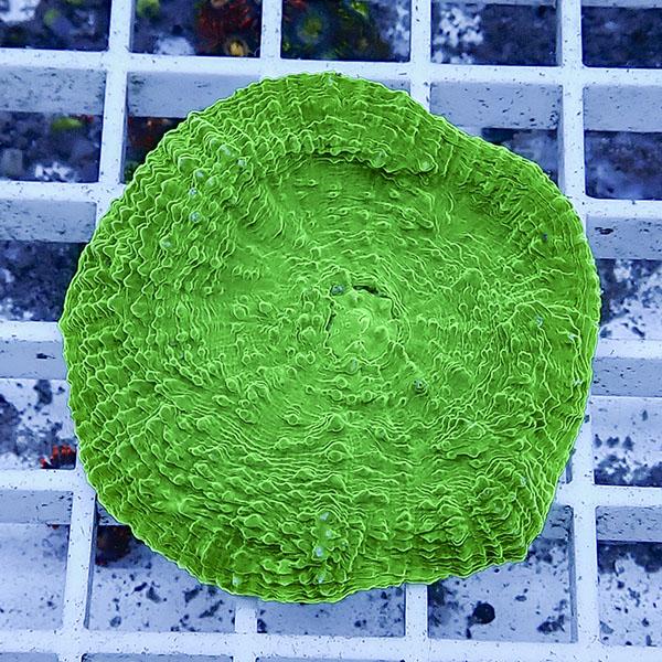 【サンゴ現物10】 キッカサンゴ!15時までのご注文で当日発送 【サンゴ】(t224