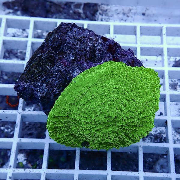 【サンゴ現物11】 キッカサンゴ!15時までのご注文で当日発送 【サンゴ】(t224