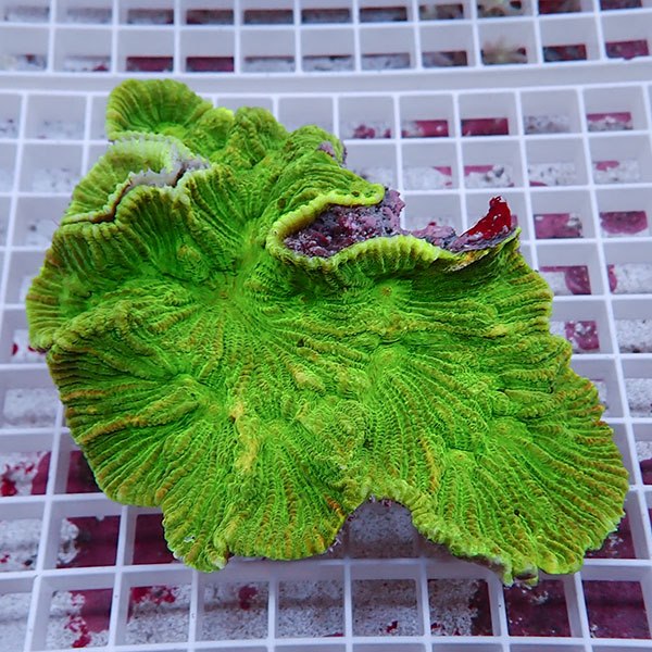 【サンゴ現物2】ウミバラサンゴ!15時までのご注文で当日発送 【サンゴ】(t224