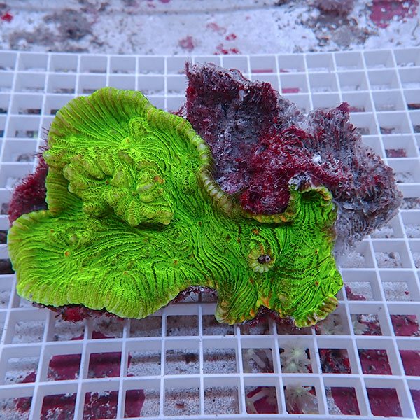 【サンゴ現物3】ウミバラサンゴ!15時までのご注文で当日発送 【サンゴ】(t224