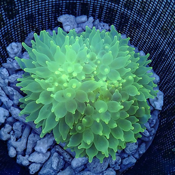 【現物2】サンゴイソギンチャク グリーン 13-15cm±!15時までのご注文で当日発送