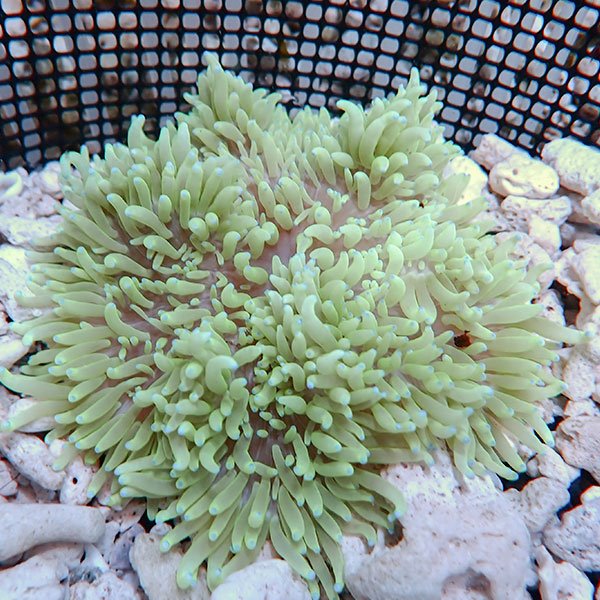 【サンプル】シライトイソギンチャク 7-10cm±!15時までのご注文で当日発送(t213