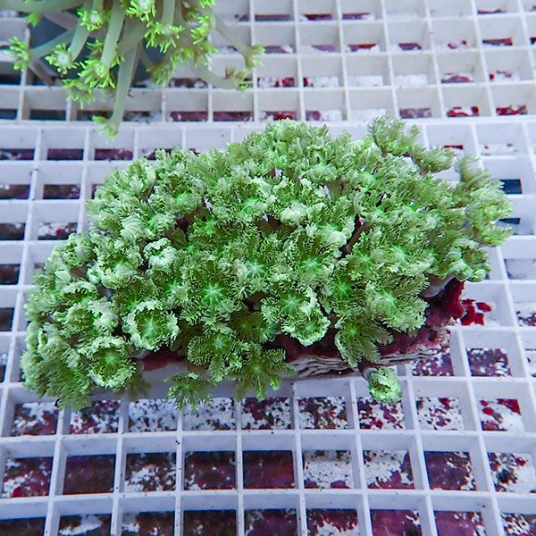 【サンゴ現物12】ツツウミヅタサンゴ!15時までのご注文で当日発送 【サンゴ】(t226