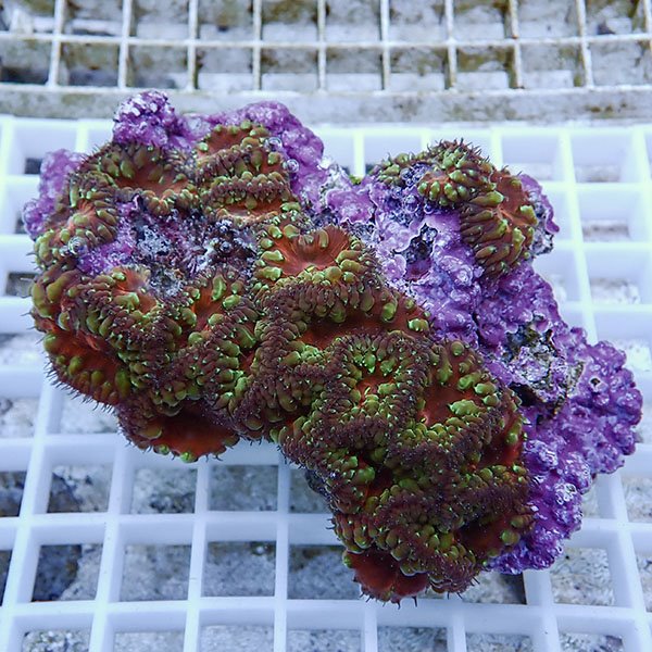 【サンゴ現物20】オオタバサンゴ! 15時までのご注文で当日発送 【サンゴ】(t236