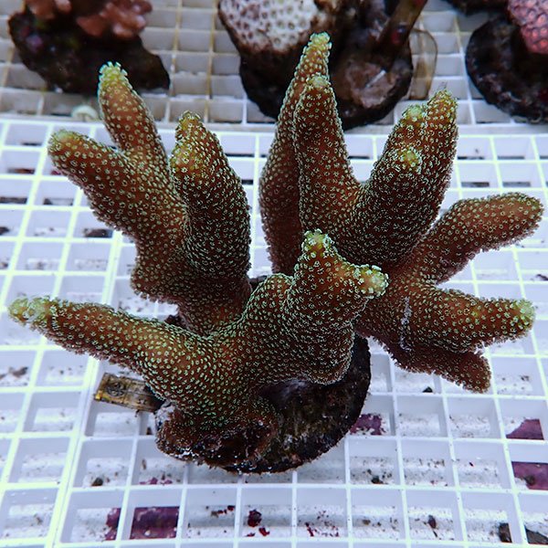 【サンゴ現物6】ショウガサンゴ ブリード ! 15時までのご注文で当日発送 【ミドリイシ】(t214