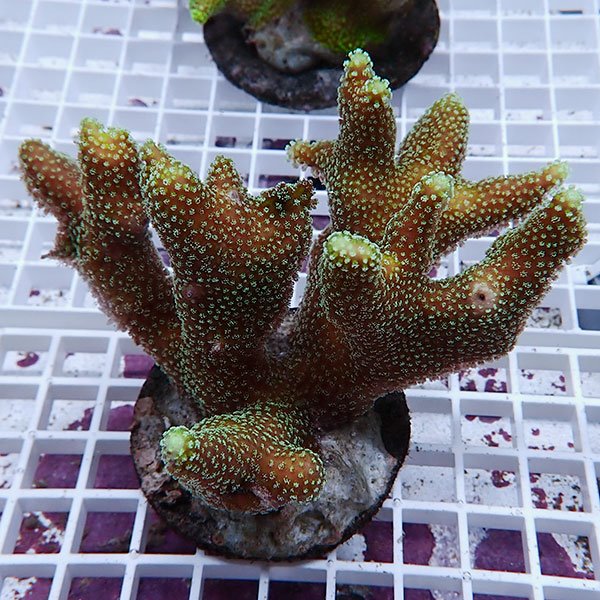 【サンゴ現物7】ショウガサンゴ ブリード ! 15時までのご注文で当日発送 【ミドリイシ】(t214