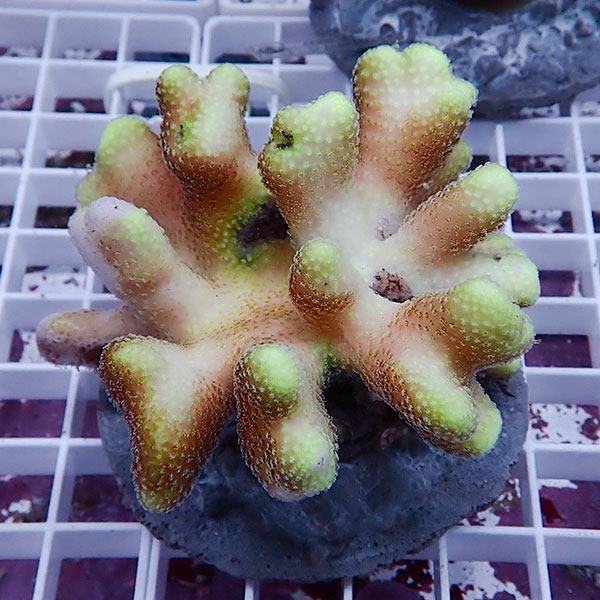 【サンゴ現物9】ショウガサンゴ ブリード ! 15時までのご注文で当日発送 【ミドリイシ】(t214