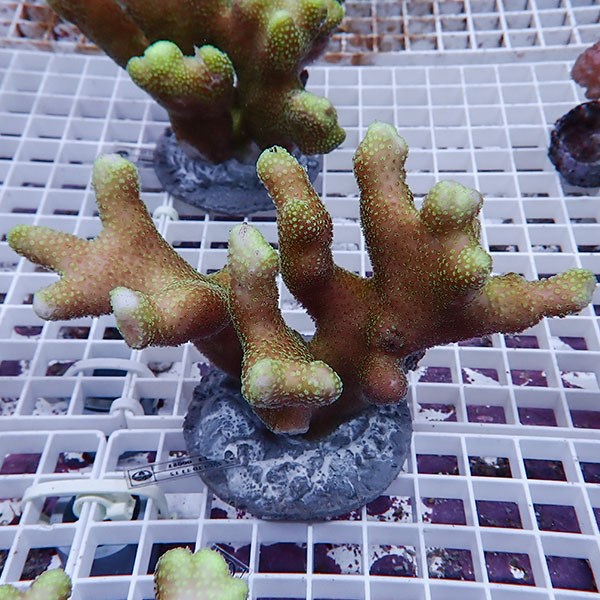 【サンゴ現物10】ショウガサンゴ ブリード ! 15時までのご注文で当日発送 【ミドリイシ】(t214