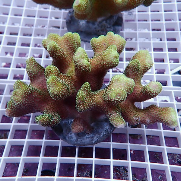 【サンゴ現物12】ショウガサンゴブリード!15時までのご注文で当日発送 【ミドリイシ】(t214