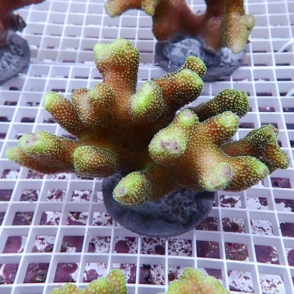 【サンゴ現物13】ショウガサンゴブリード!15時までのご注文で当日発送 【ミドリイシ】(t214