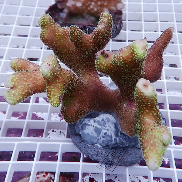 【サンゴ現物14】ショウガサンゴブリード!15時までのご注文で当日発送 【ミドリイシ】(t214