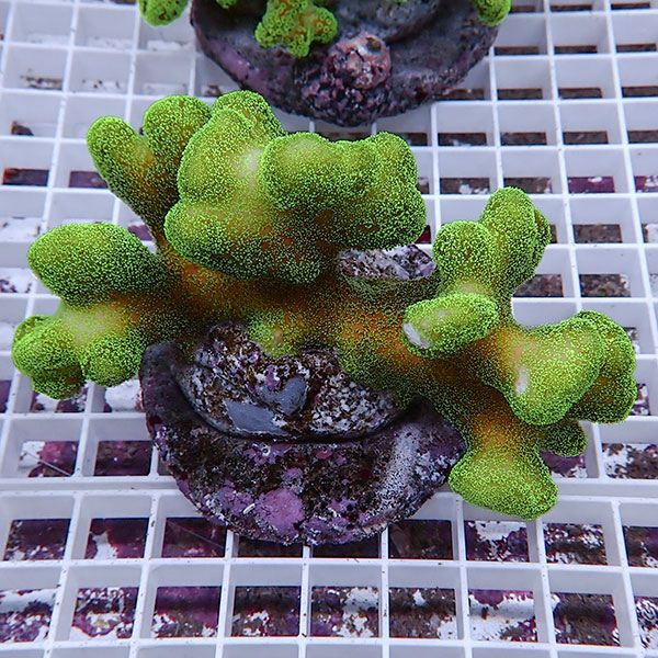 【サンゴ現物21】ショウガサンゴ ブリード ! 15時までのご注文で当日発送 【ミドリイシ】(t214