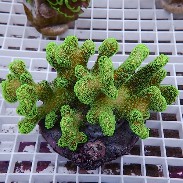 【サンゴ現物22】ショウガサンゴ ブリード ! 15時までのご注文で当日発送 【ミドリイシ】(t214