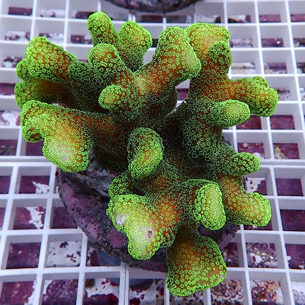 【サンゴ現物23】ショウガサンゴ ブリード ! 15時までのご注文で当日発送 【ミドリイシ】(t214