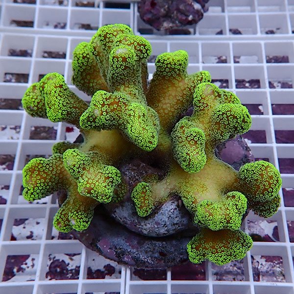 【サンゴ現物24】ショウガサンゴ ブリード ! 15時までのご注文で当日発送 【ミドリイシ】(t214