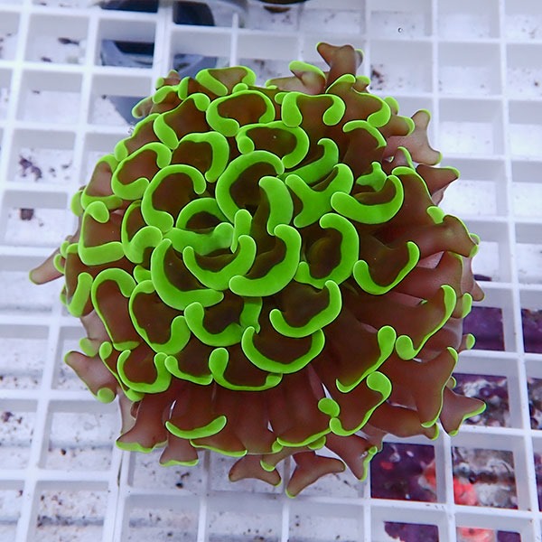 【サンゴ現物108】ナガレハナサンゴ!15時までのご注文で当日発送 【サンゴ】(t136