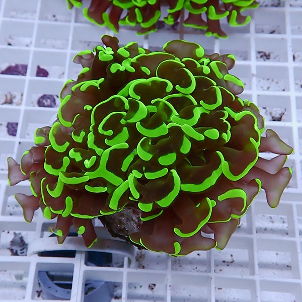 【サンゴ現物109】ナガレハナサンゴ!15時までのご注文で当日発送 【サンゴ】(t136