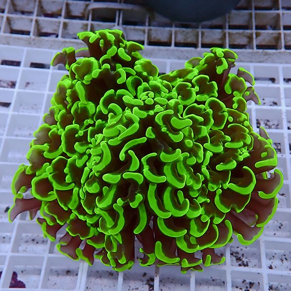 【サンゴ現物110】ナガレハナサンゴ!15時までのご注文で当日発送 【サンゴ】(t136