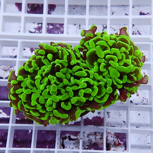 【サンゴ現物111】ナガレハナサンゴ!15時までのご注文で当日発送 【サンゴ】(t136