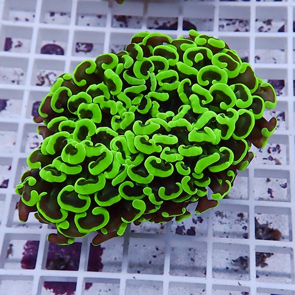 【サンゴ現物112】ナガレハナサンゴ!15時までのご注文で当日発送 【サンゴ】(t136