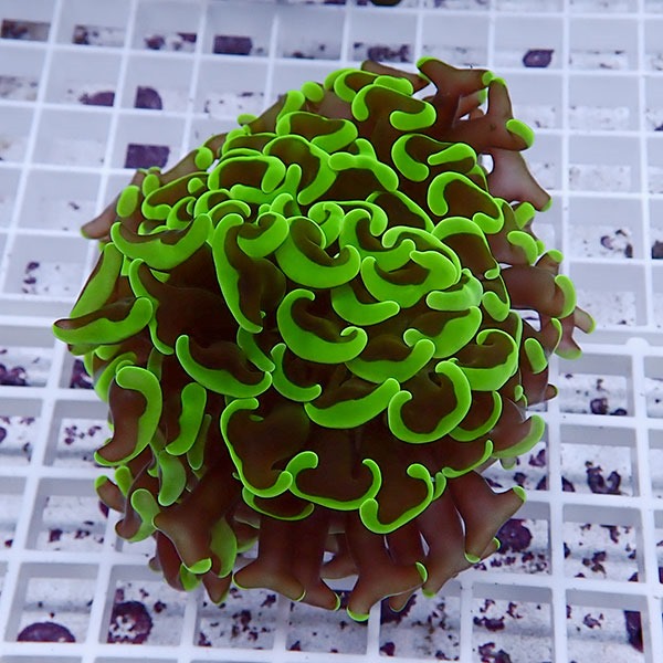 【サンゴ現物113】ナガレハナサンゴ!15時までのご注文で当日発送 【サンゴ】(t136