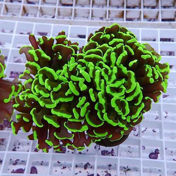 【サンゴ現物114】ナガレハナサンゴ!15時までのご注文で当日発送 【サンゴ】(t136