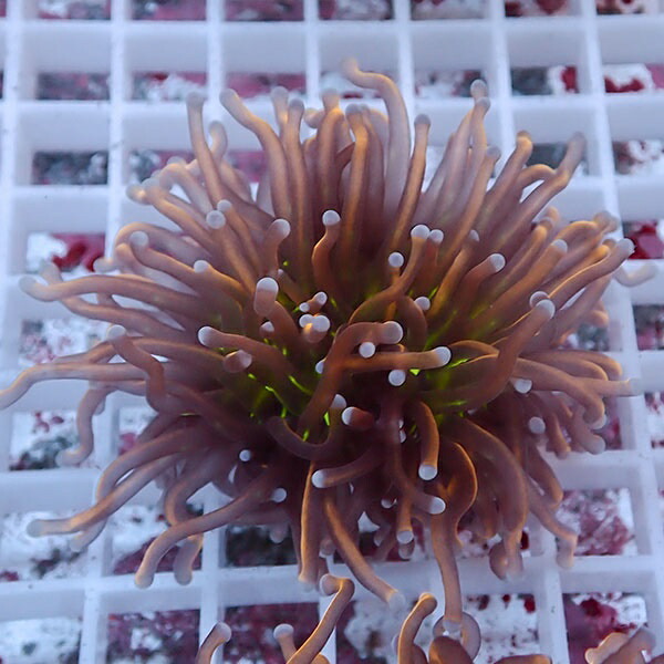 【サンゴ現物77】フラワーコーラルフラグ ゴールドトーチ ! 15時までのご注文で当日発送【サンゴ】(t142