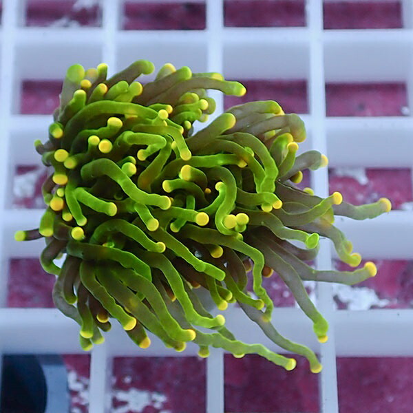 【サンゴ現物78】フラワーコーラルフラグ イエローチップ ! 15時までのご注文で当日発送【サンゴ】(t142