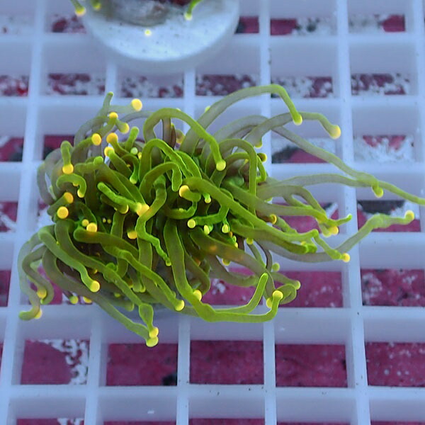 【サンゴ現物79】フラワーコーラルフラグ イエローチップ ! 15時までのご注文で当日発送【サンゴ】(t142