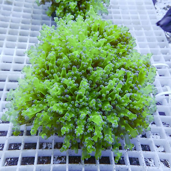 【サンゴ現物102】タコアシサンゴ ブランチ!15時までのご注文で当日発送 【サンゴ】(t138