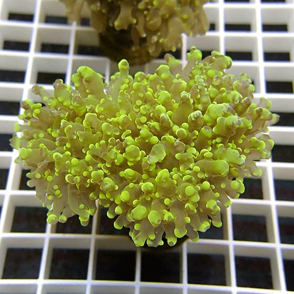 【サンゴ現物1】ハナブサツツマルサンゴ!15時までのご注文で当日発送 【サンゴ】(t138