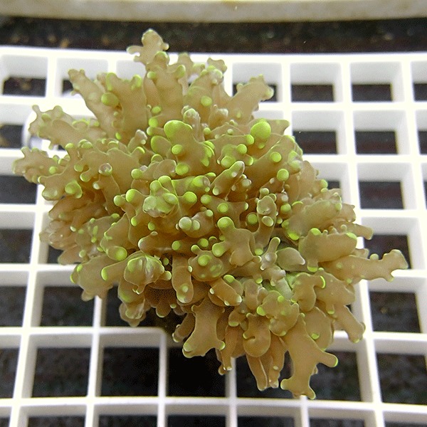 【サンゴ現物2】ハナブサツツマルサンゴ!15時までのご注文で当日発送 【サンゴ】(t138